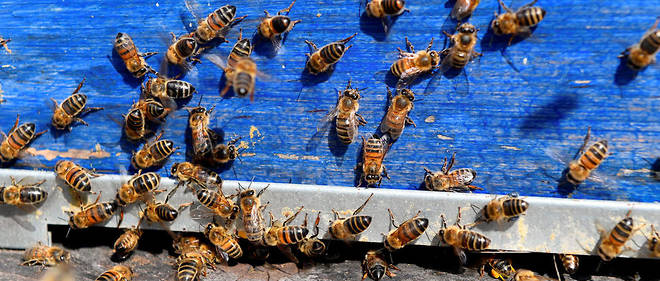 Enlèvement essaims d’abeilles (gratuit)